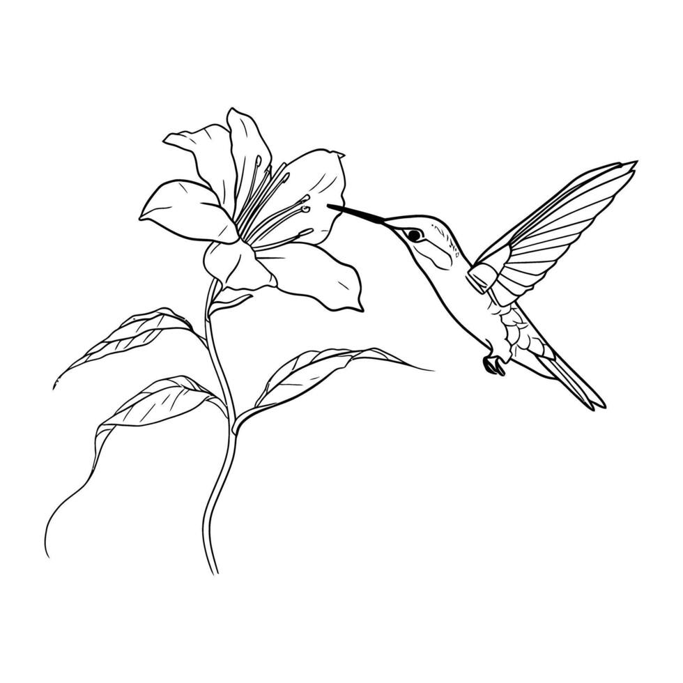 Detailed line drawing of hummingbird feeding from a blooming flower line art on white background vector