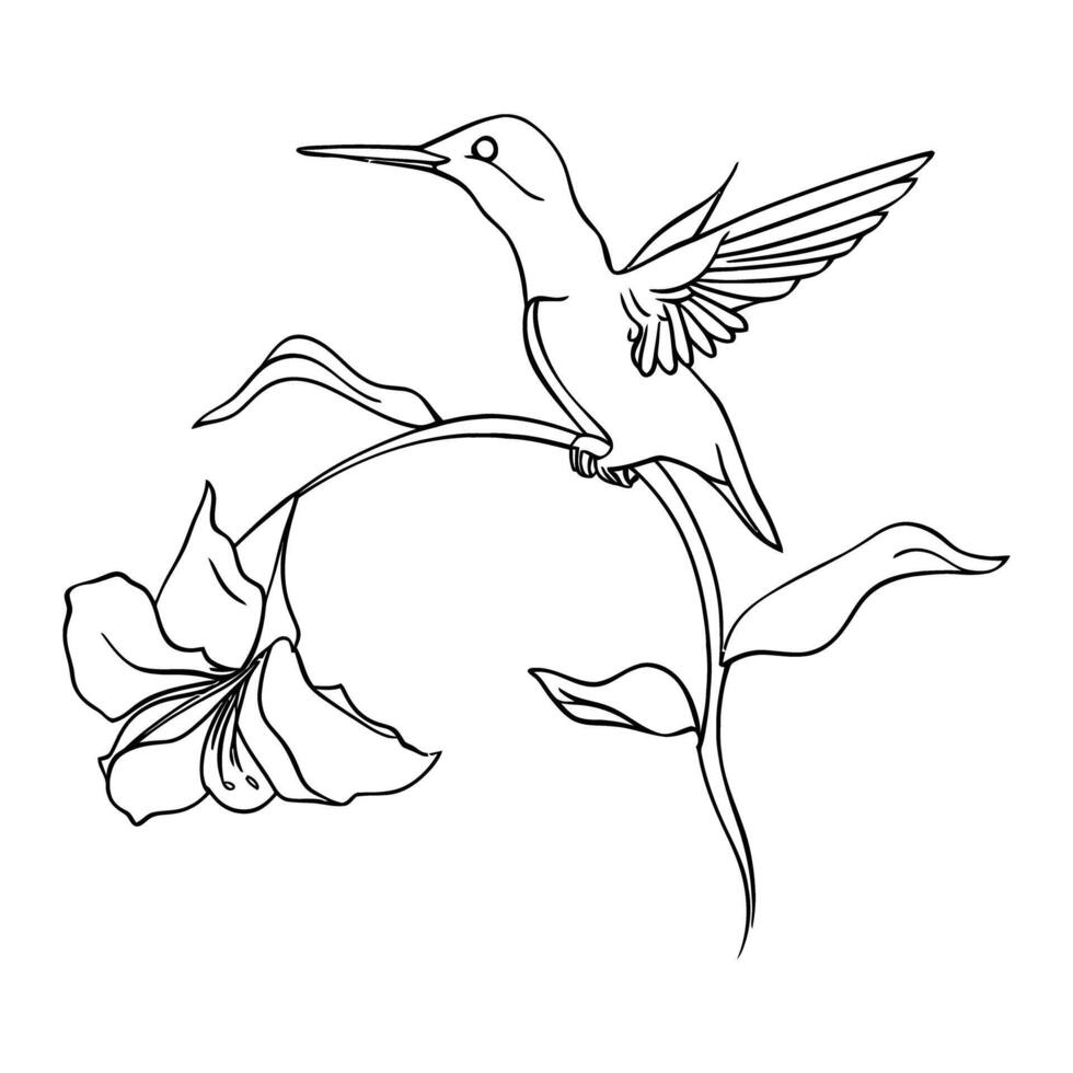 Detailed line drawing of hummingbird feeding from a blooming flower line art on white background vector
