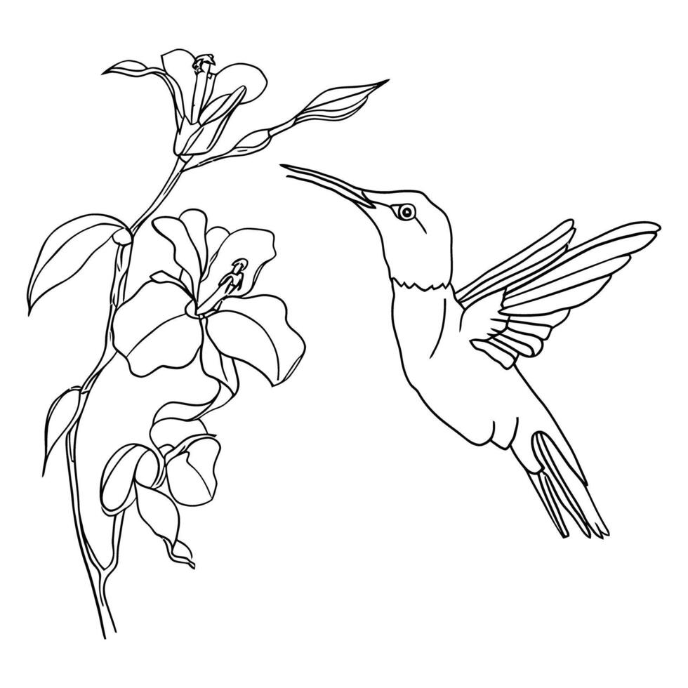 Detailed line drawing of hummingbird feeding from a blooming flower line art on white background vector