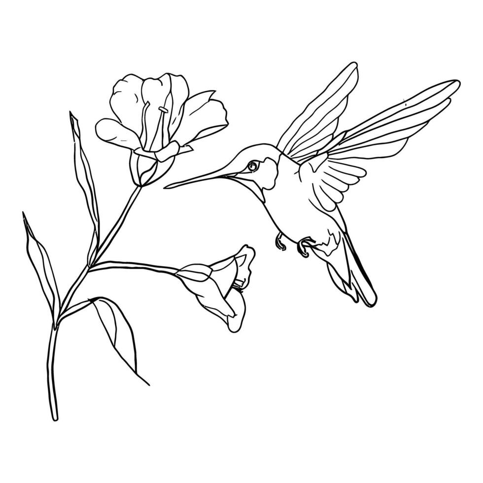 Detailed line drawing of hummingbird feeding from a blooming flower line art on white background vector