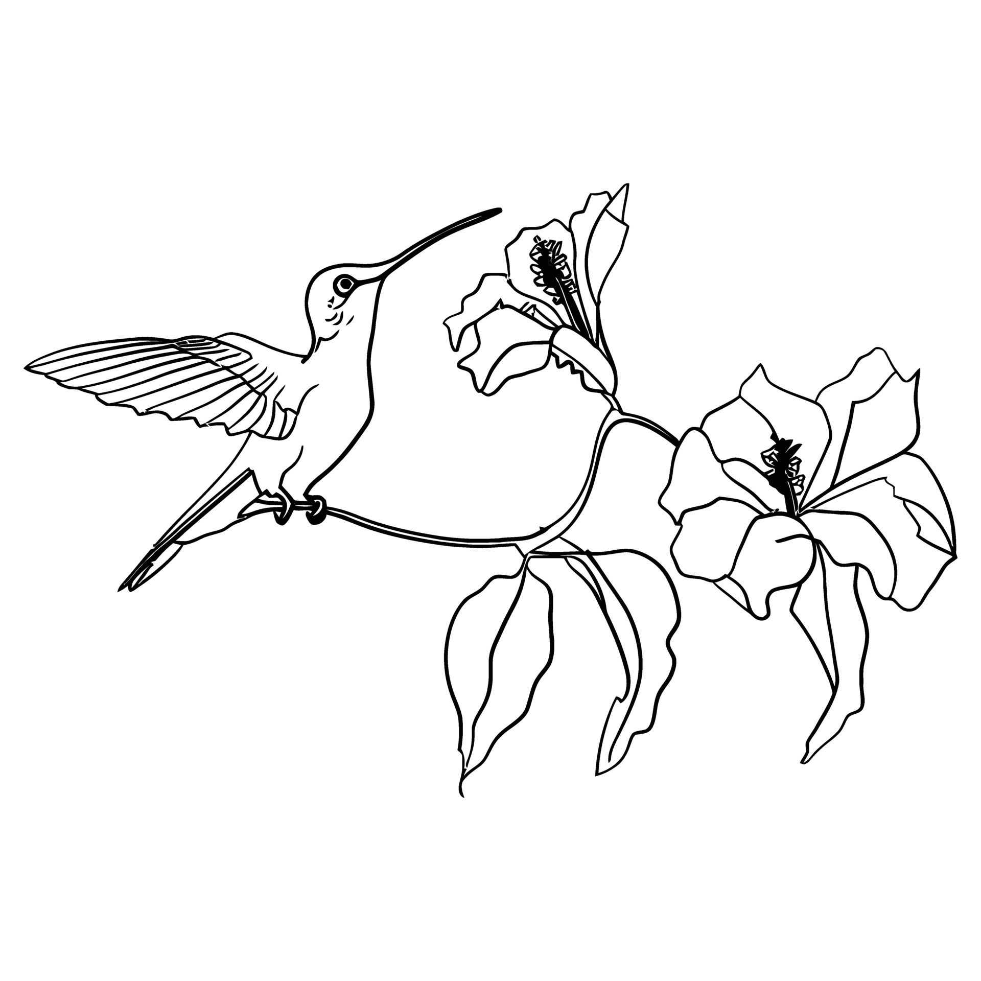 Detailed line drawing of hummingbird feeding from a blooming flower ...
