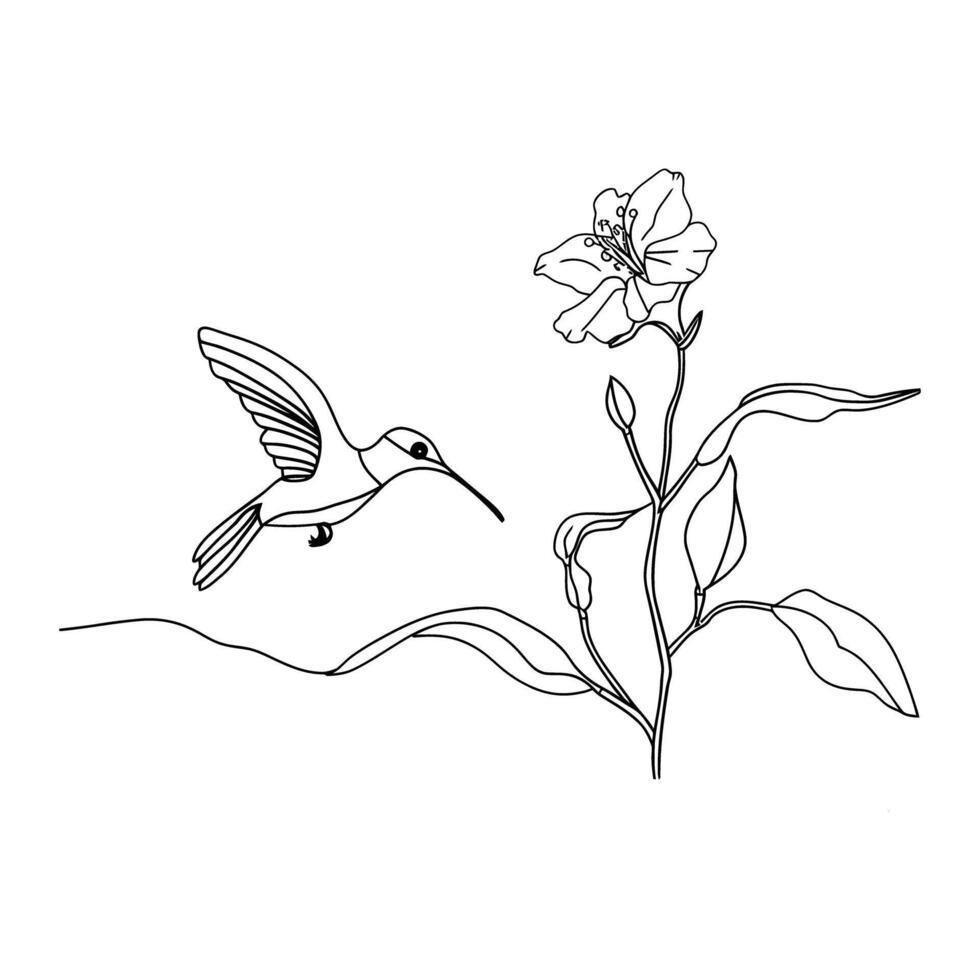 Detailed line drawing of hummingbird feeding from a blooming flower ...