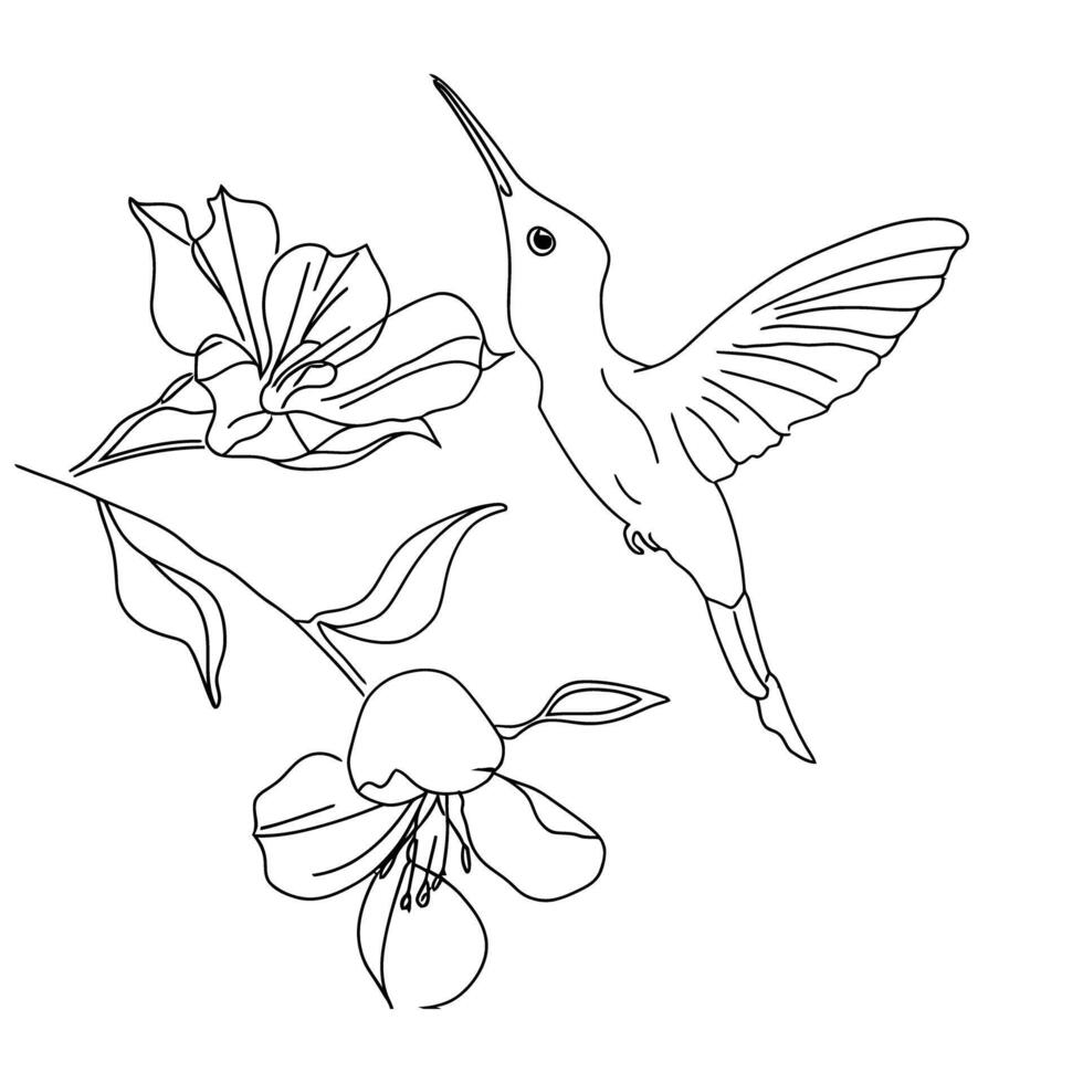 Detailed line drawing of hummingbird feeding from a blooming flower line art on white background vector