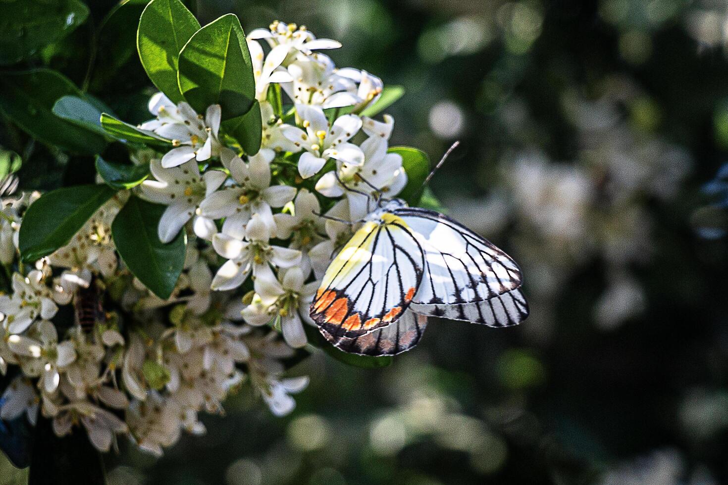 Common jezebel butterfly on Jasmine orange flower in the morning photo