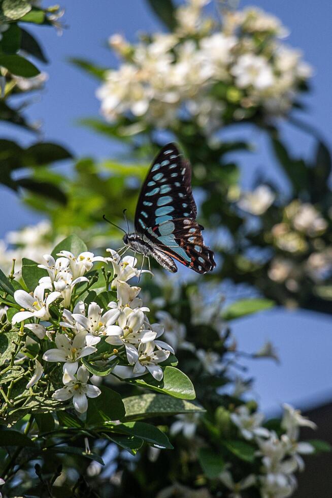 Common jay butterfly on Jasmine Orange flower in the morning photo