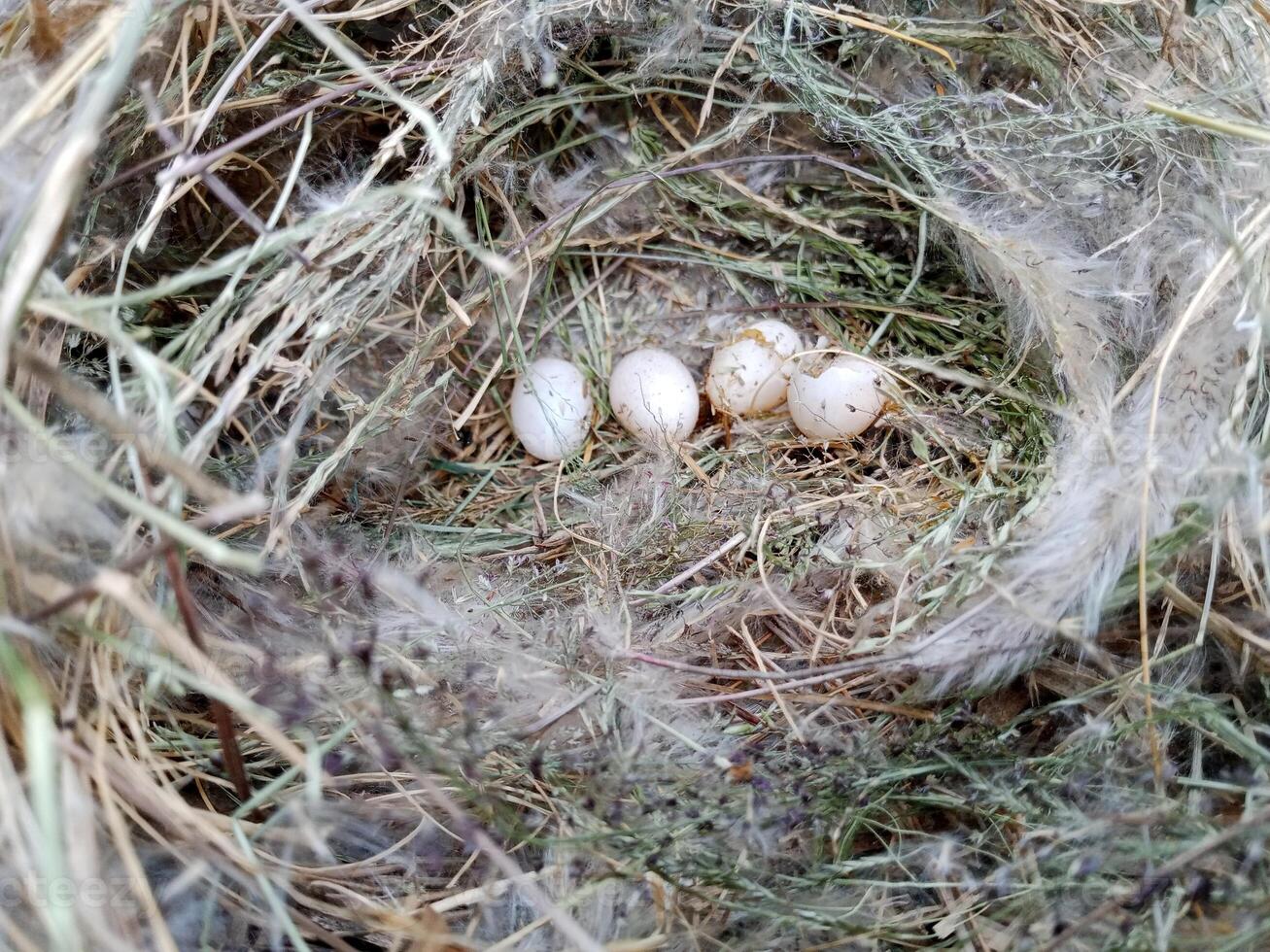 Eggs in a bird's nest. whole and broken bird eggs in the nest. photo