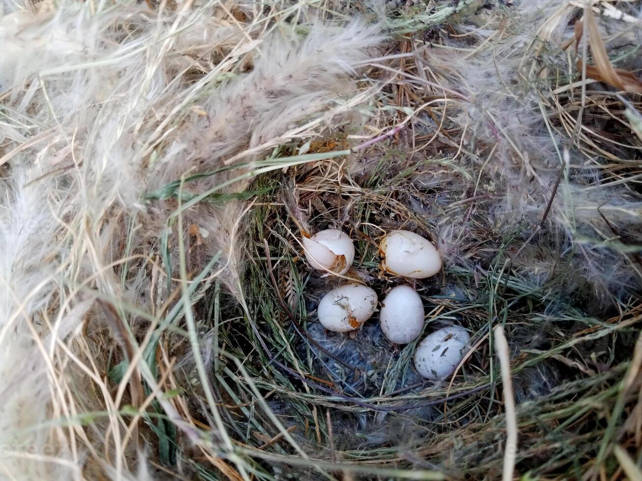 Bird nest on natural background. sparrow eggs in the nest. whole and broken Finch bird eggs in the nest. photo