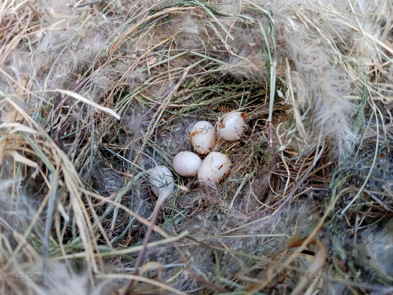 sparrow eggs in the nest. whole and broken Finch bird eggs in the nest. photo