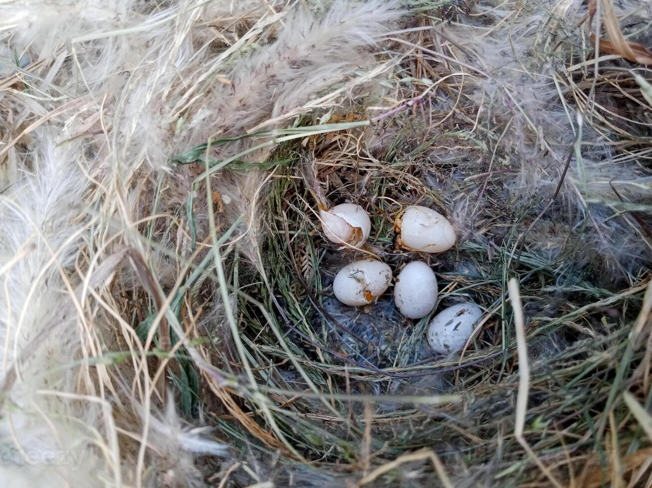 Bird nest on natural background. sparrow eggs in the nest. whole and broken Finch bird eggs in the nest. photo