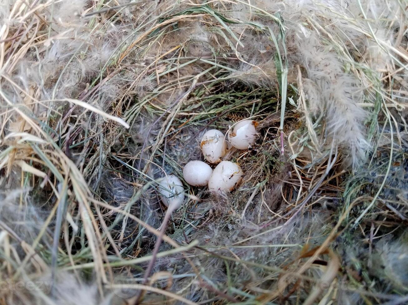 sparrow eggs in the nest. whole and broken Finch bird eggs in the nest. photo