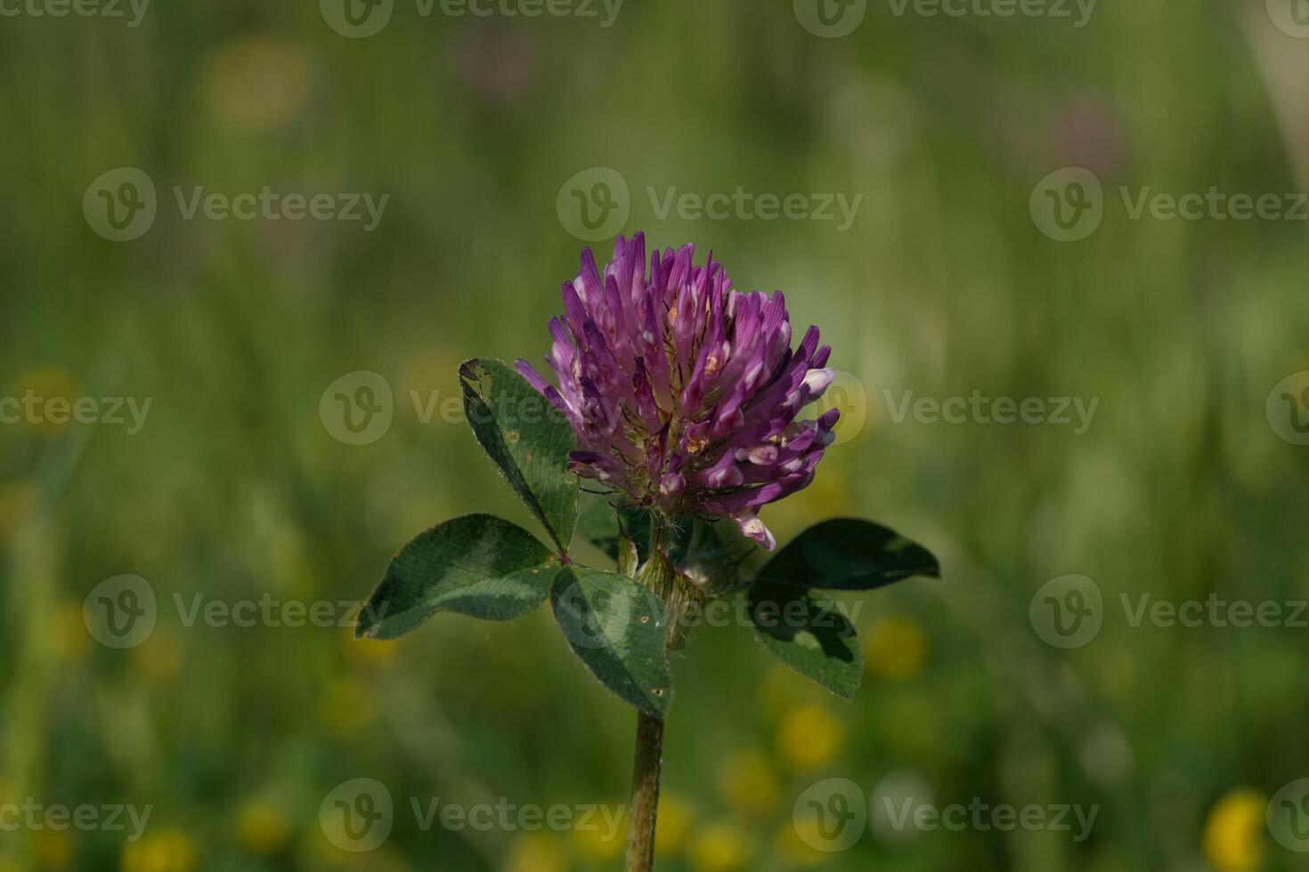 Mammoth red clover flower photo