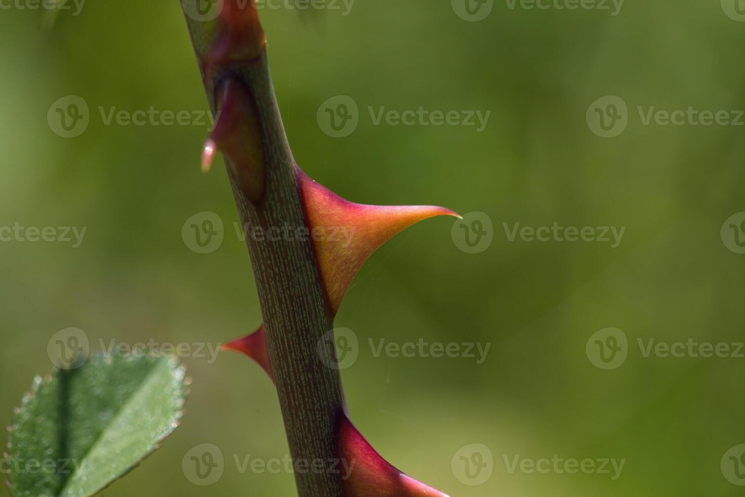 Fieldbriar rose thorn photo
