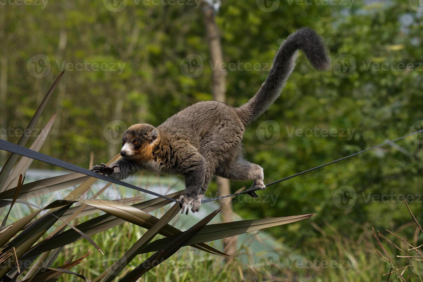 Mongoose lemur is climbing photo