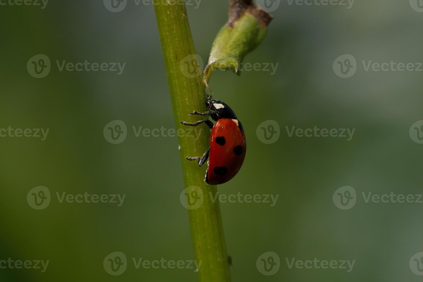 A Ladybug is eating an Aphid photo