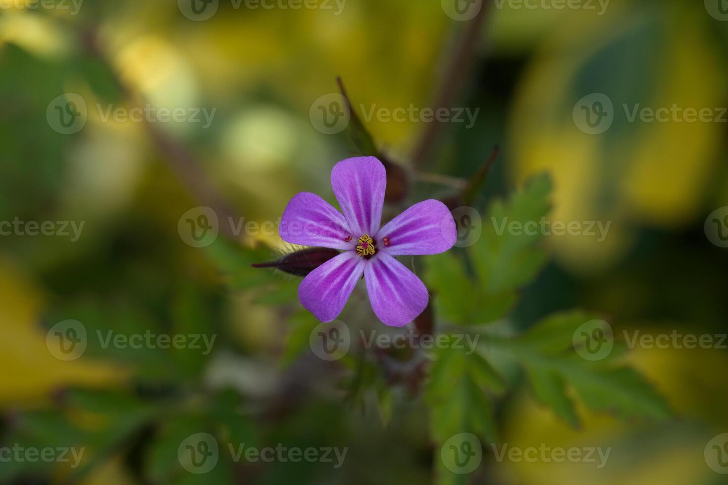 Greater Herb robert photo
