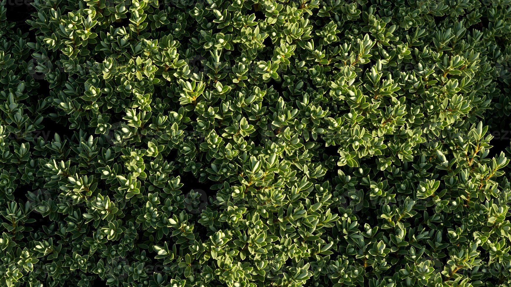 Hebe bush wallpaper photo