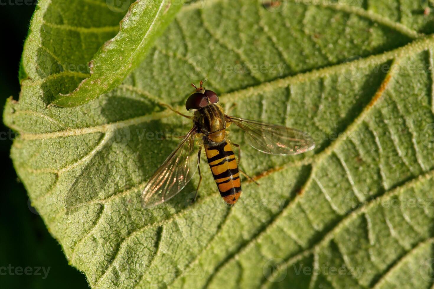 Marmalade hoverfly on leaf photo