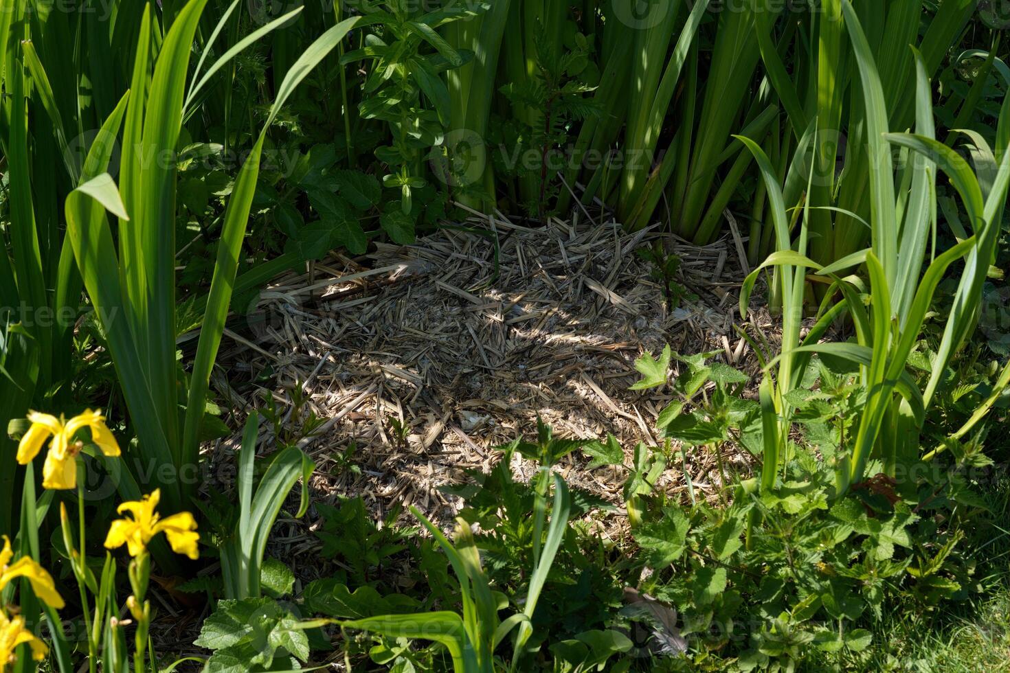 An abandoned Canada goose nest photo
