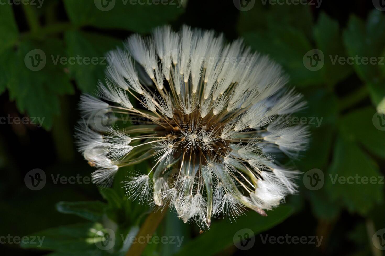 Larger Dandelion pappus photo