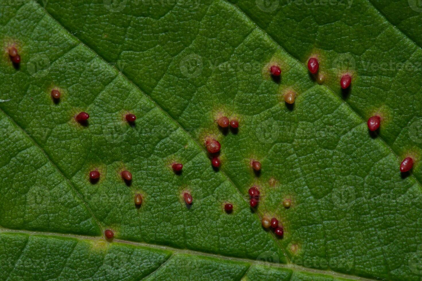 Gall mite eggs on Sycamore maple leaf macro photo