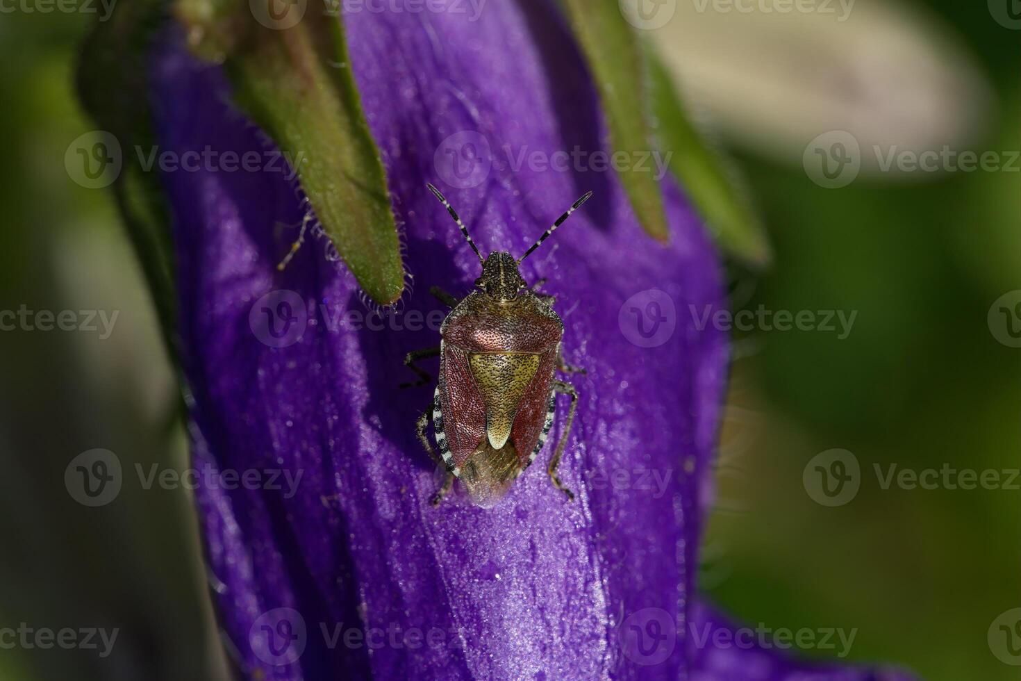 Shield bug on flower photo