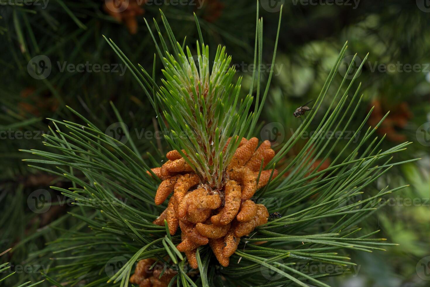 pollen Pine cone, 2nd phase photo