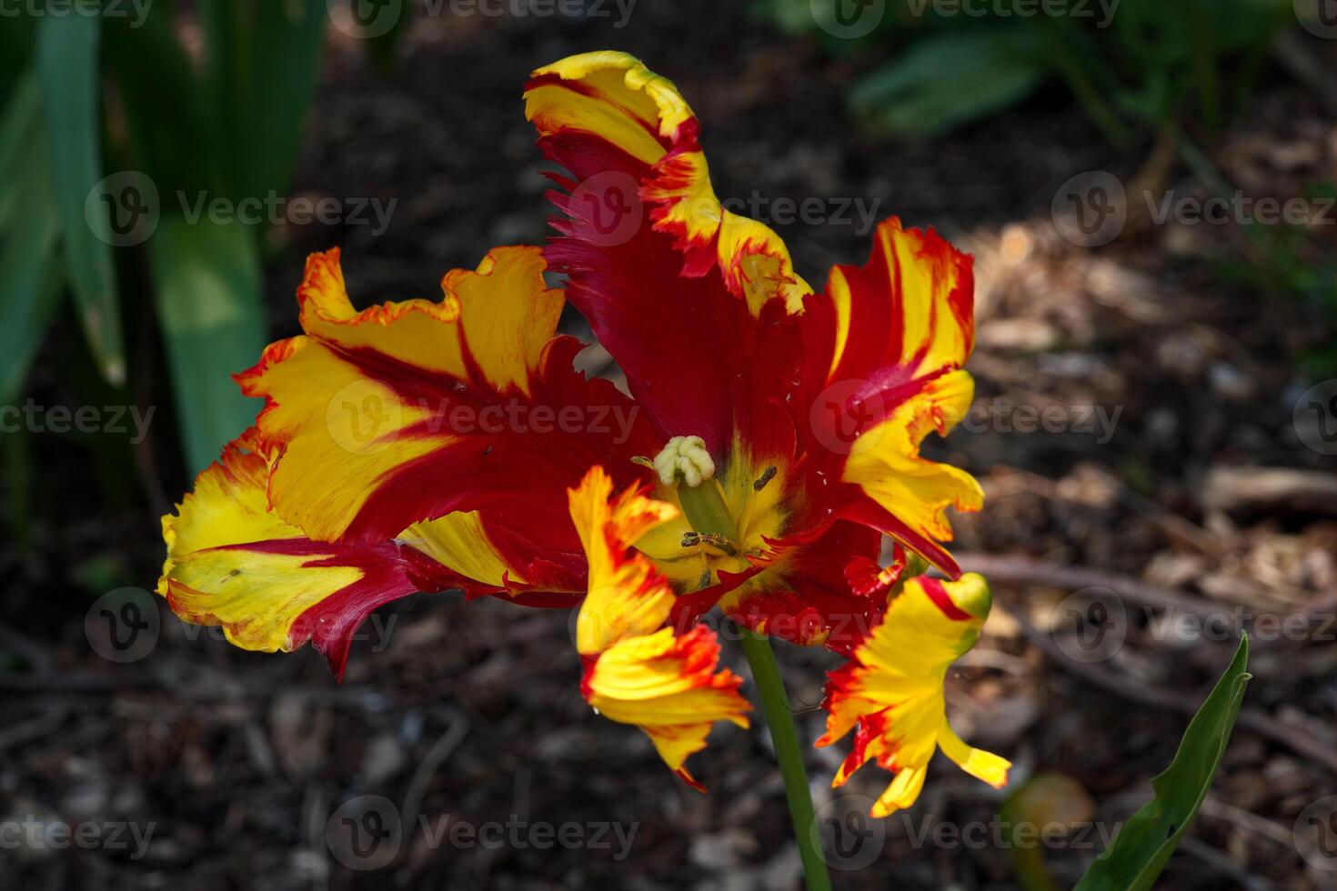 Tulip, flaming parrot type photo