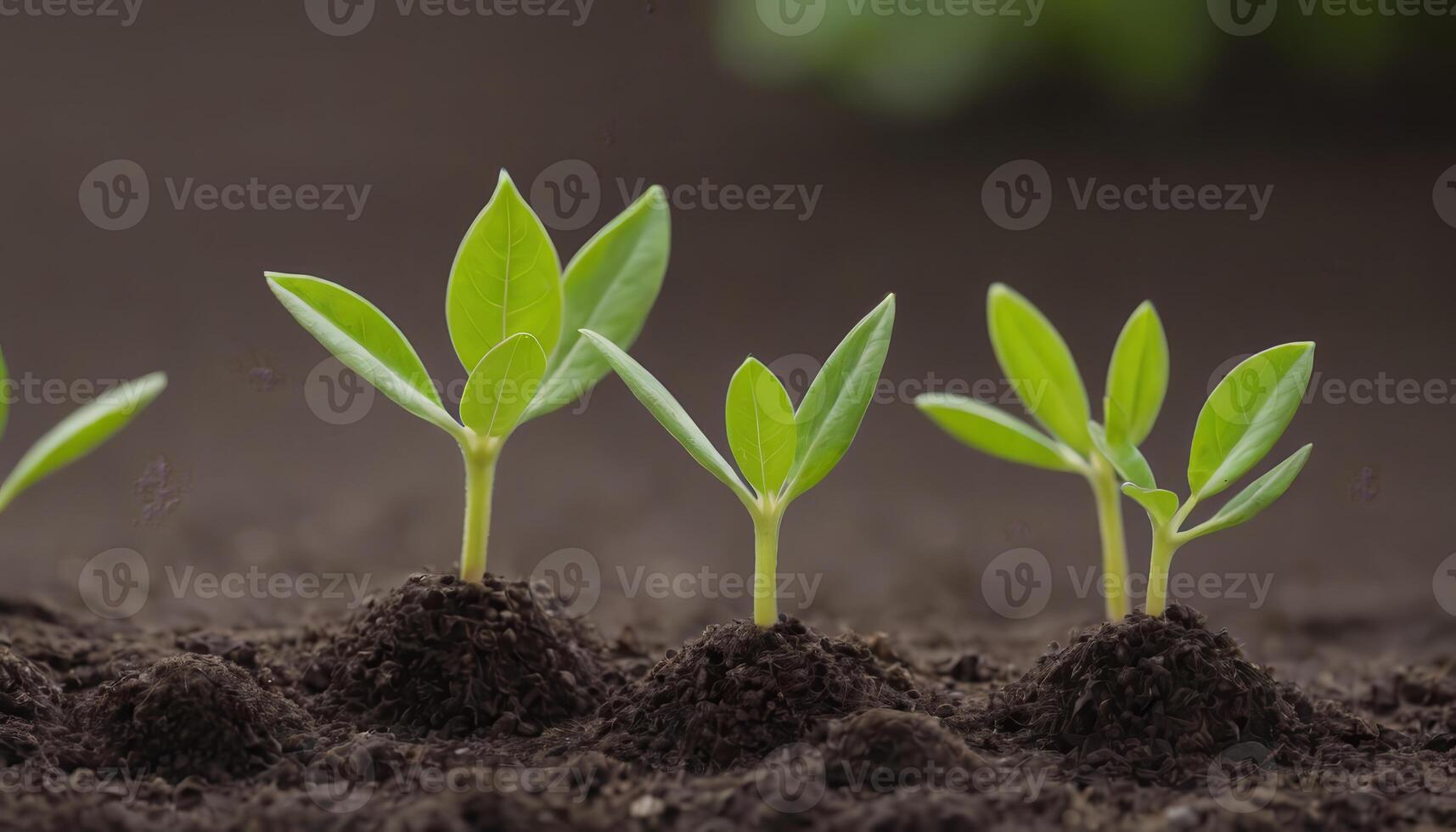 Emerging Growth Young Plants Rising from the Ground photo