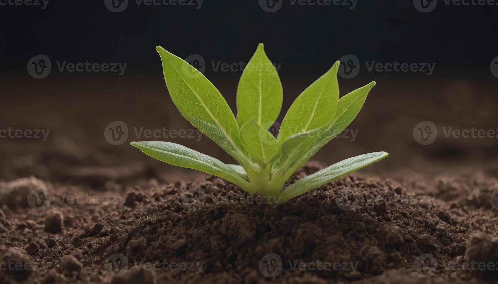 A Green Awakening Seedlings Stirring to Life photo
