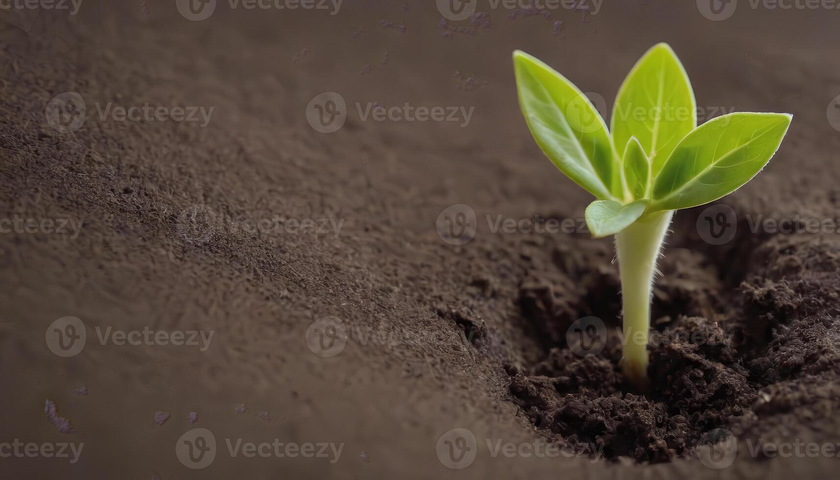 In the Soils Embrace Seedlings Nestled Below photo