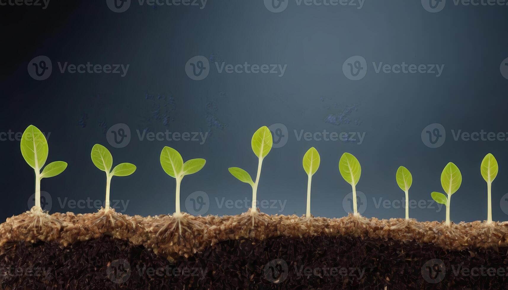 Green Symphony Seedlings Dancing in the Soil photo