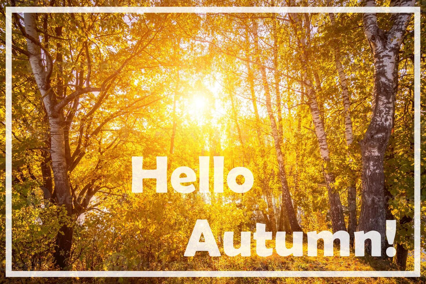 The words Hello Autumn on the background of birch forest with golden leaved. Greeting card. The concept of the beginning of autumn. photo