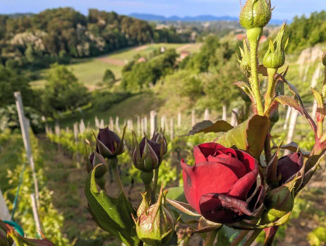 Read rose in foreground with vineyards, agriculture and forest blurred in background, nature and landscape template photo