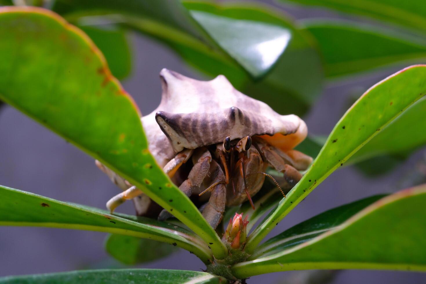 White-shelled hermit crab stuck among top of ornamental plants. Hermit is exploring a plant in a pot. Graphic Resources. Animal Themes. Animal Closeup. Macrophotography photo