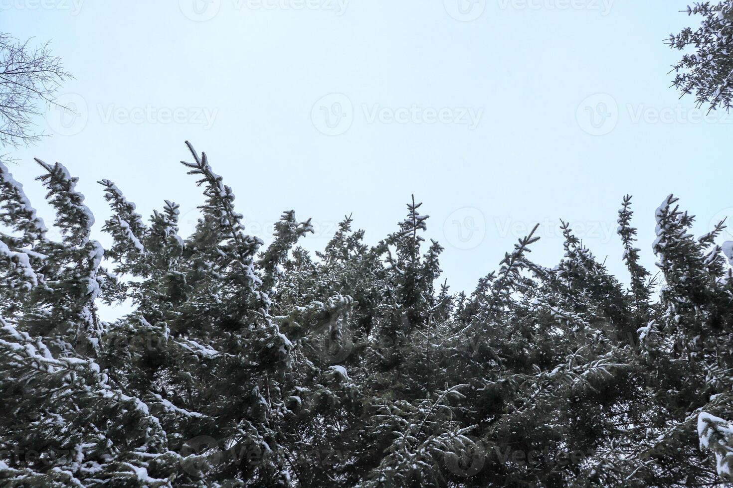Big christmas trees branches with sky. Bottom view. photo
