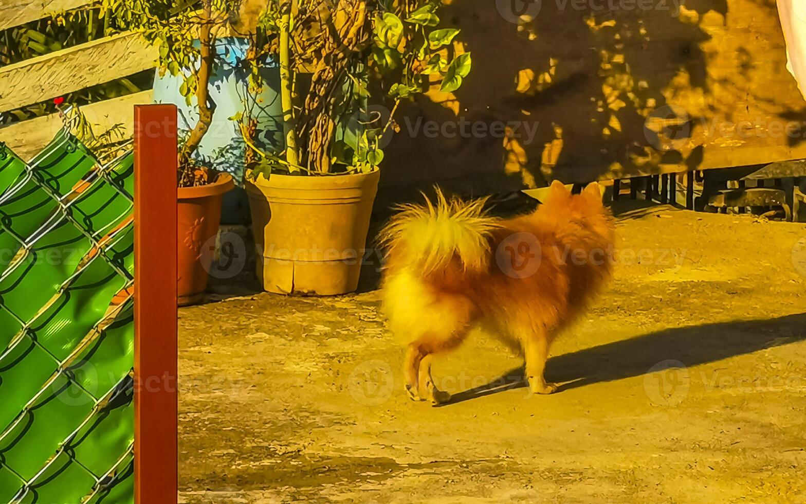 joven marrón perro perrito en el Departamento en México. foto