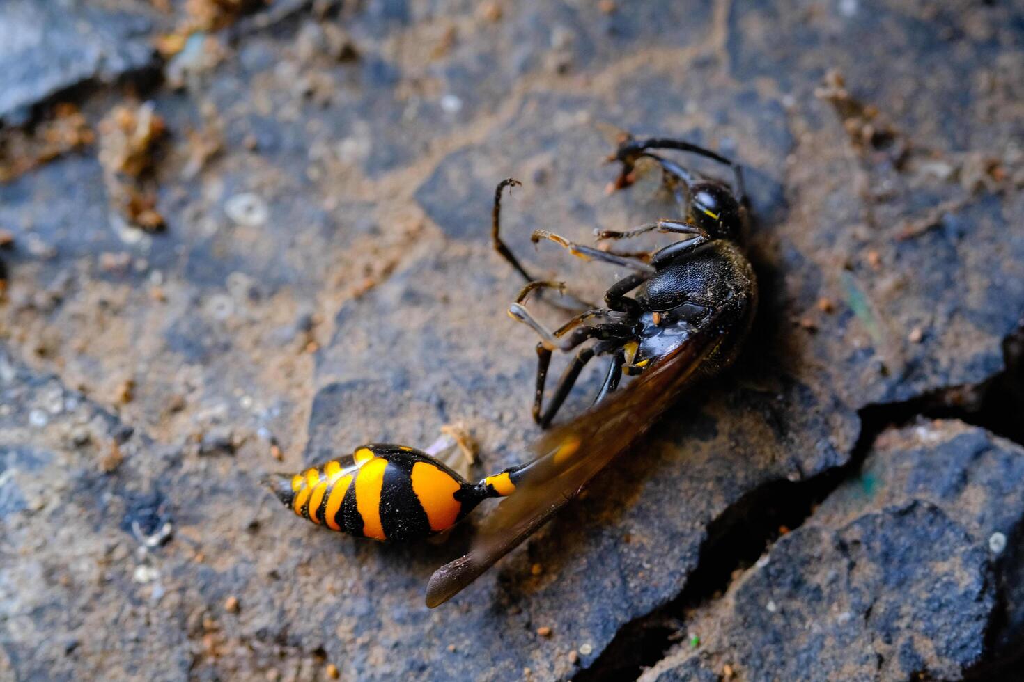 Macro Photography Yellow Wasp. Animal Closeups. Photo of dead and dust-covered European paper wasp or Polistes dominula macro. Photographed using a macro lens. Bandung - Indonesia. Macro