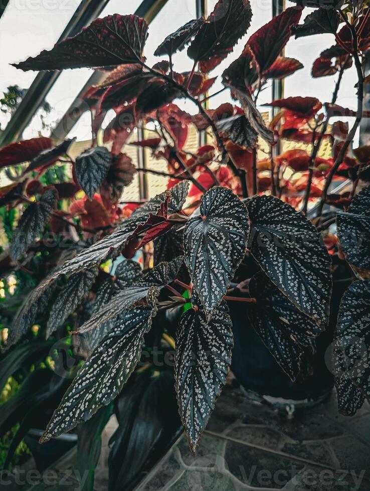Growing an Angel Wing Begonia photo