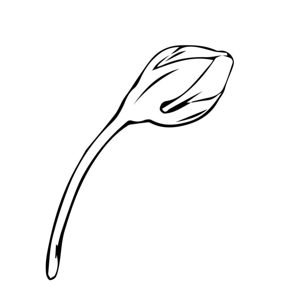 Hand drawn Sakura bud in doodle style painted by black inks. Black line leaf. Sketch outline art illustration for design for greeting cards and invitations of the wedding, birthday vector