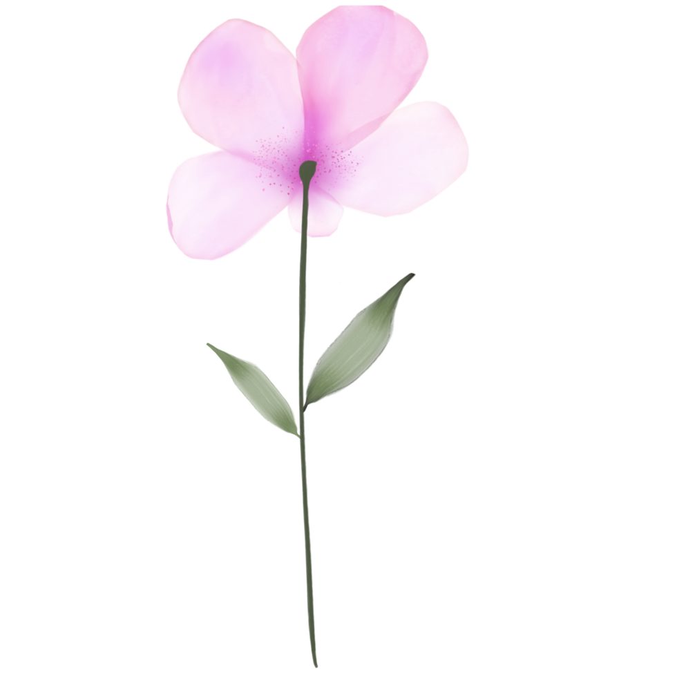 A Pink Watercolour Flower on a Transparent Background png