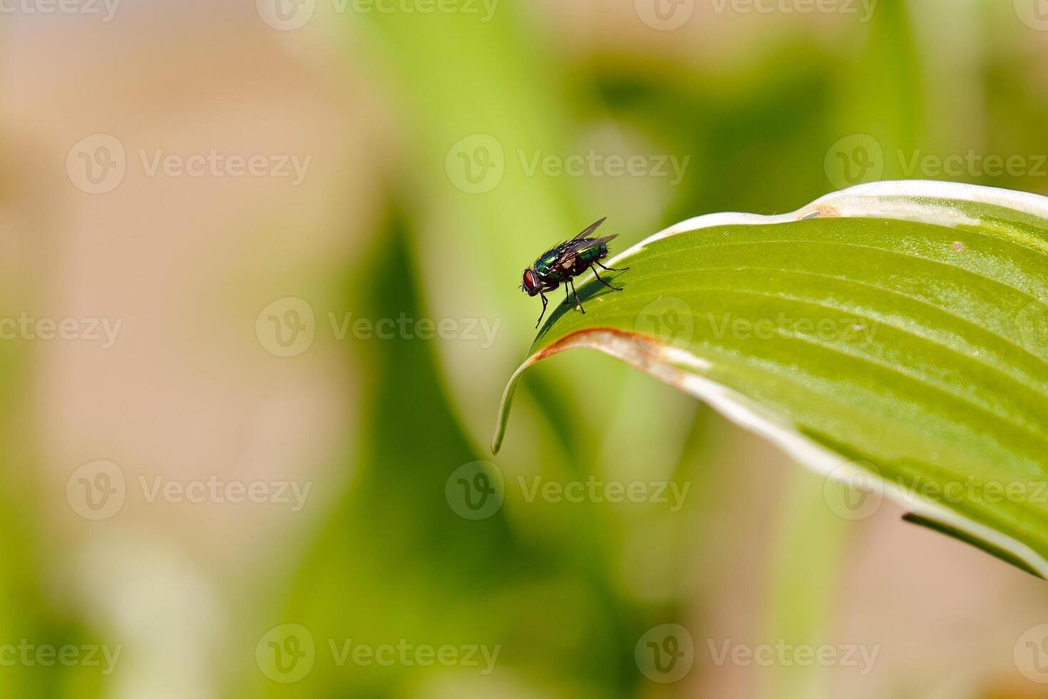 Green bottlefly rests on a green leaf photo