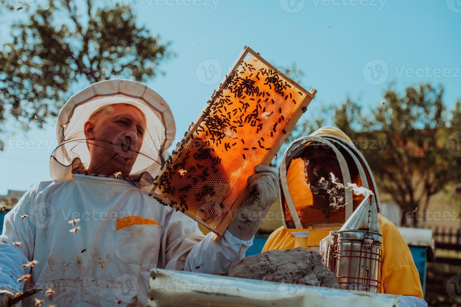 Beekeepers checking honey on the beehive frame in the field. Small business owners on apiary. Natural healthy food produceris working with bees and beehives on the apiary. photo