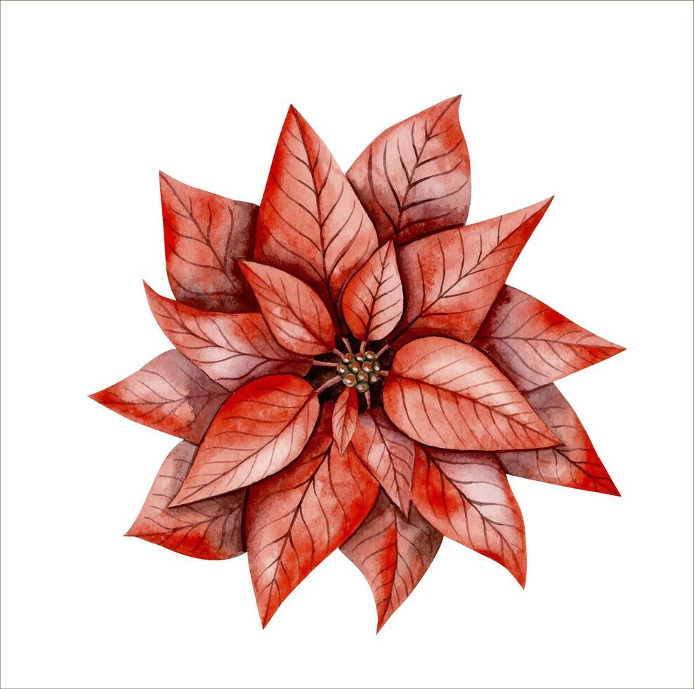 New Years Christmas hand drawn bright poinsettia. Watercolor illustration for decorating and designing invitations, cards, banners, wrapping paper, wallpaper vector