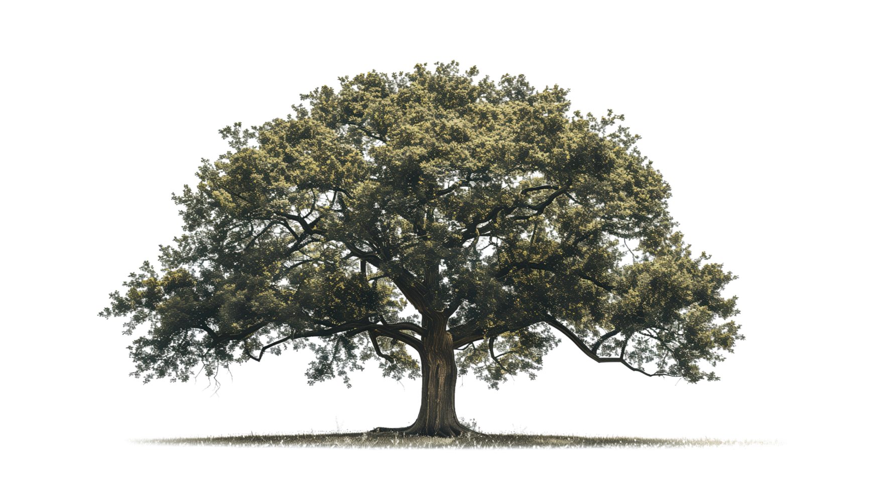 A majestic oak tree isolated on a transparent background png