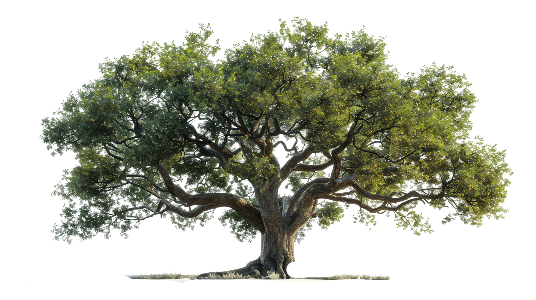 A majestic oak tree isolated on a transparent background png