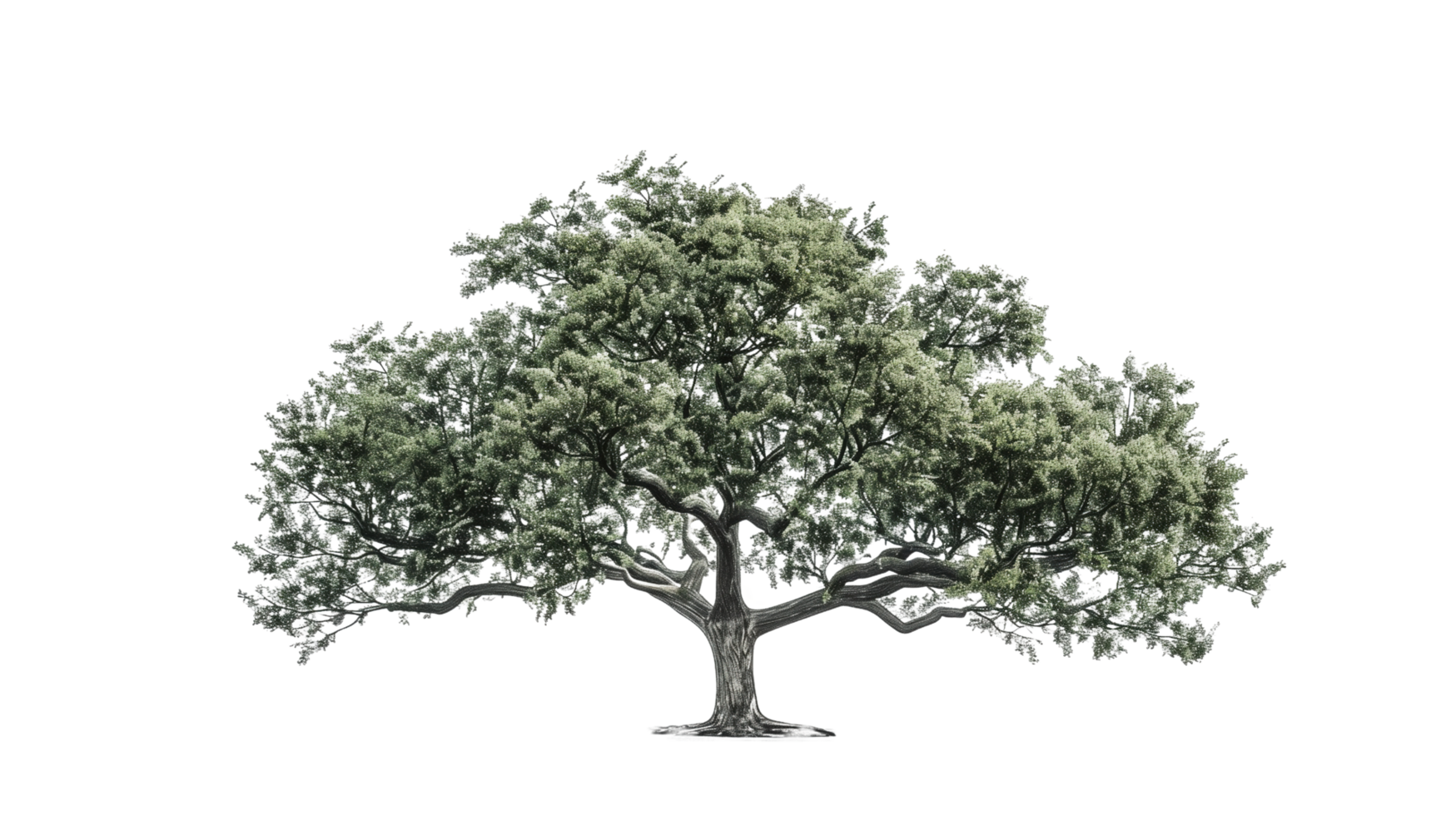 A majestic oak tree isolated on a transparent background png