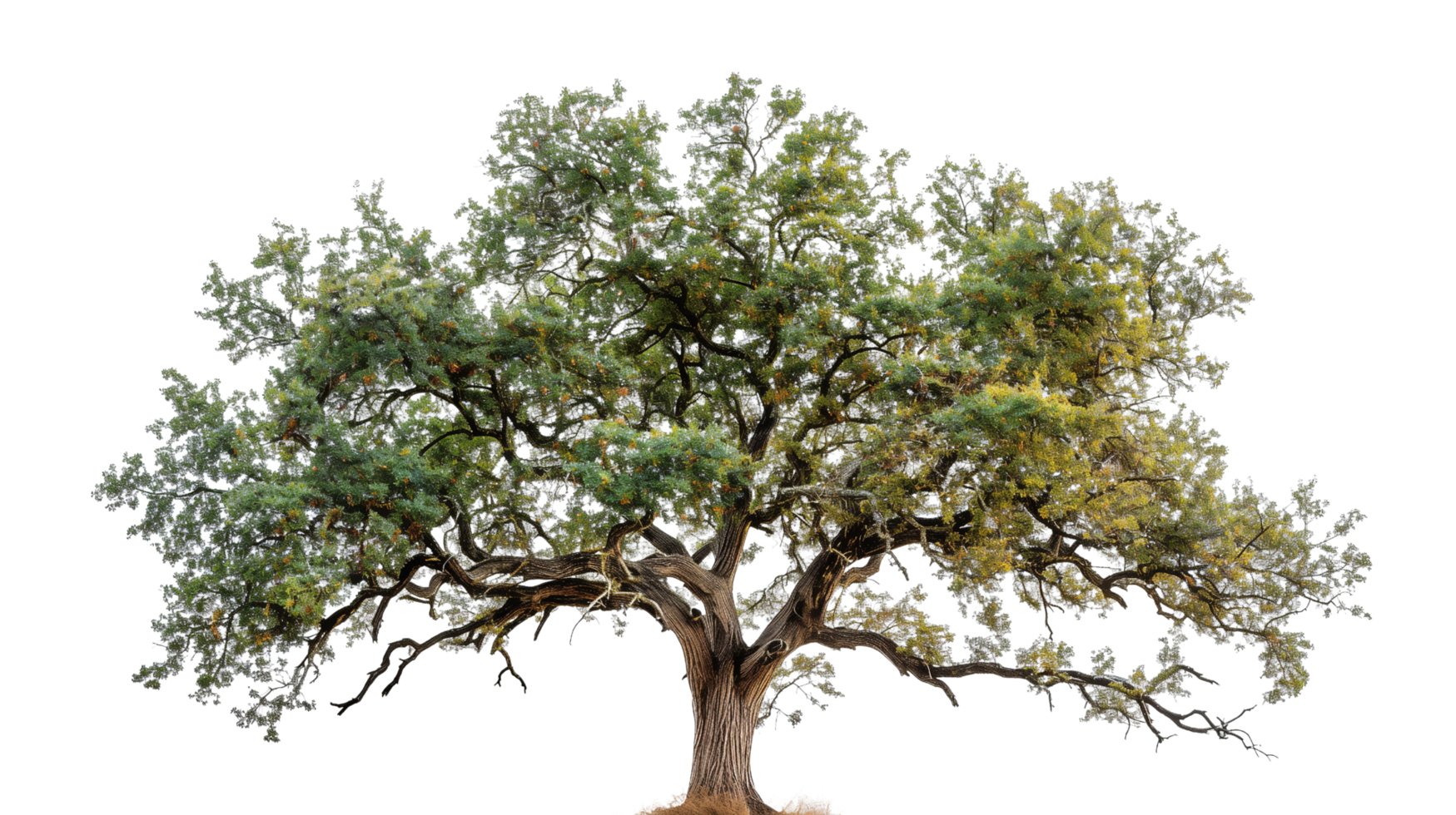 A majestic oak tree isolated on a transparent background png