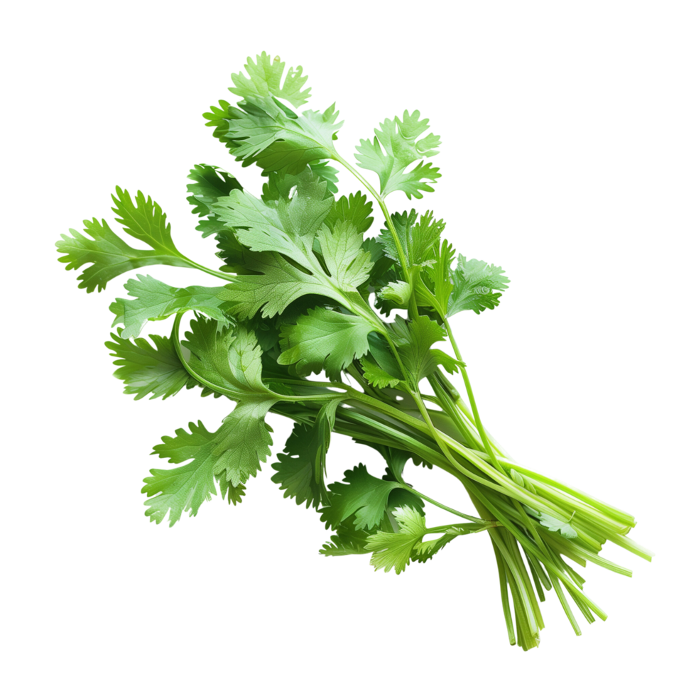 Fresh coriander leaves isolated on a transparent background png