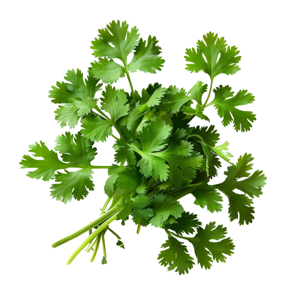 Fresh coriander leaves isolated on a transparent background png