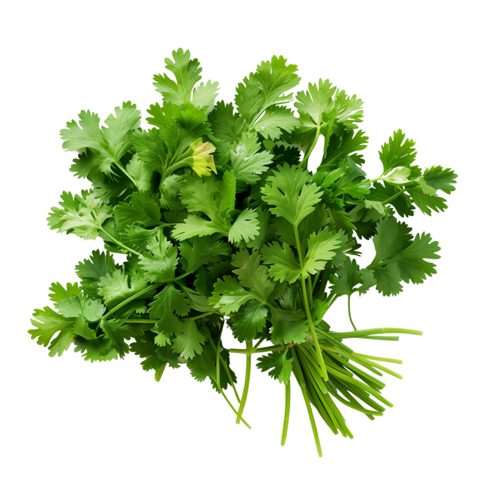 Fresh coriander leaves isolated on a transparent background png